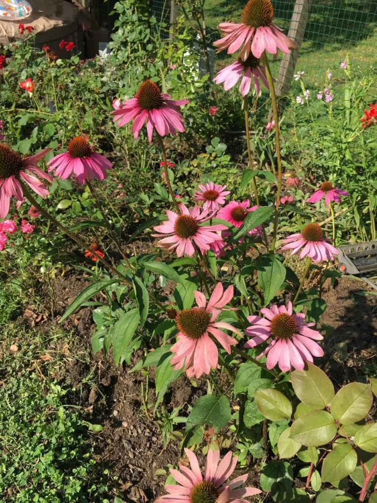 Plantă matură de Echinacea într-un strat însorit din grădina de munte