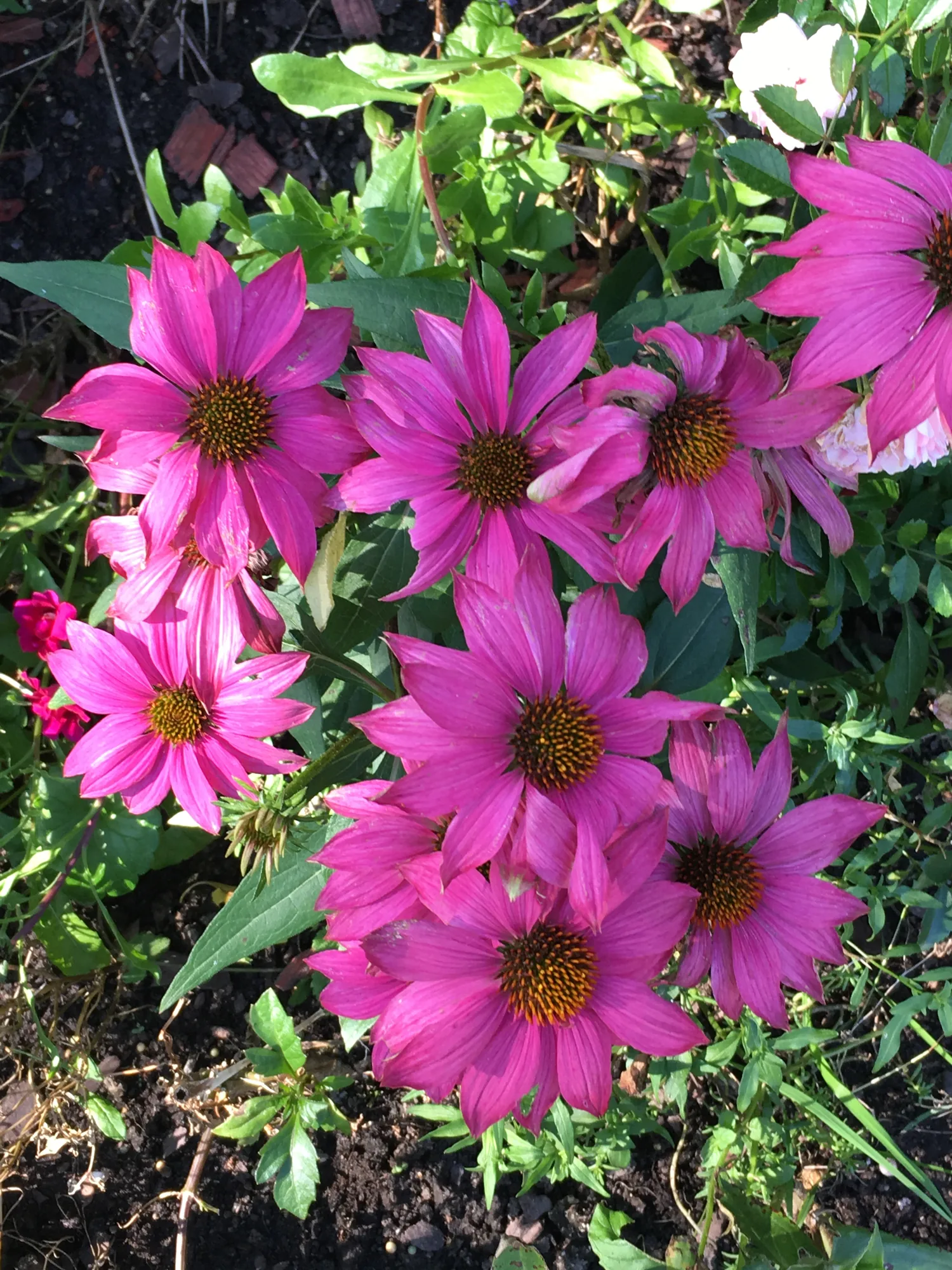 Pink echinacea in bloom in the garden in Bran, Romania, in August