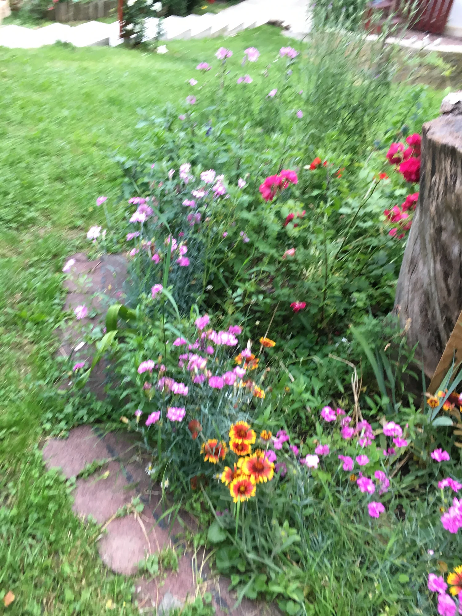 A bed of colorful flowers in the garden in Bran, Romania, in June