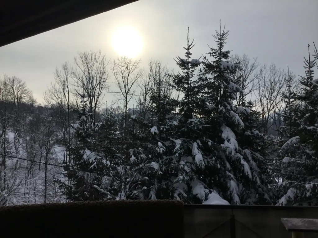 Snow-laden spruces and bare trees under a pale winter sun, in the garden in Bran, Romania