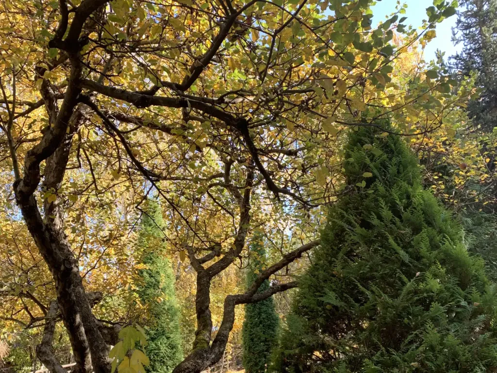 Tree with yellow leaves and conifers in the garden in Bran, Romania, in October