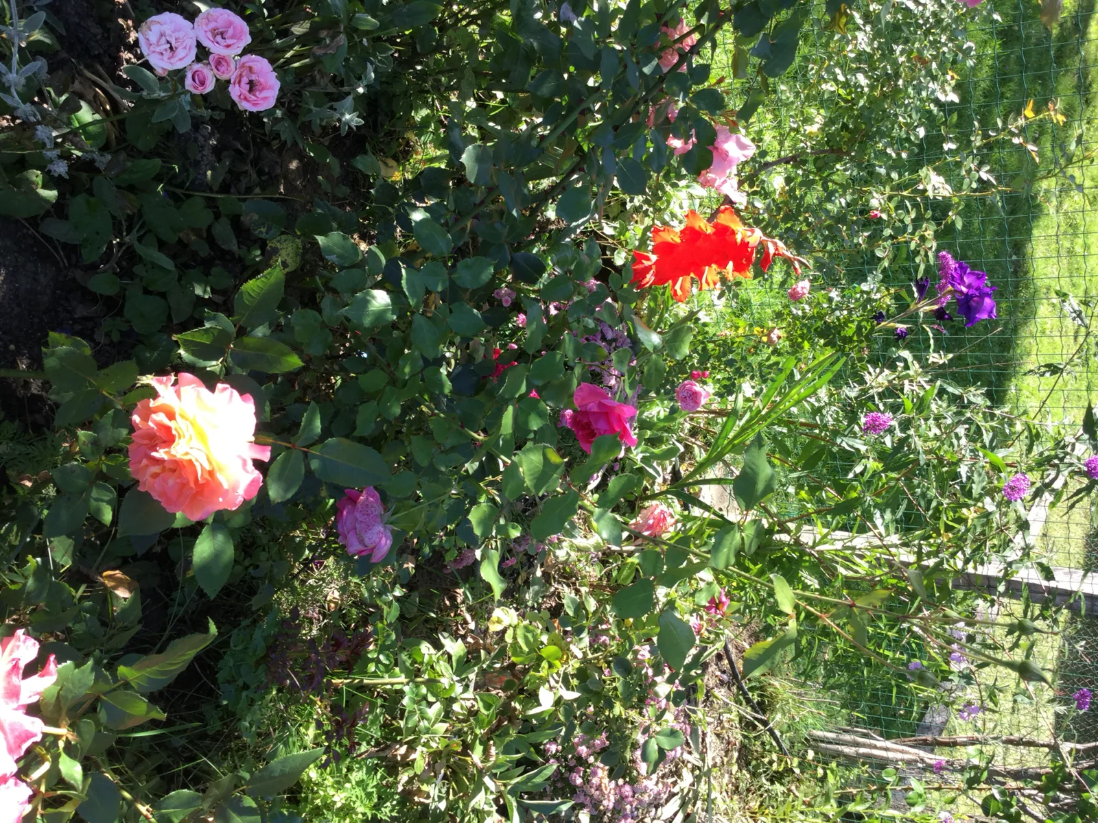Summer garden with pink and purple flowers in Bran, Romania