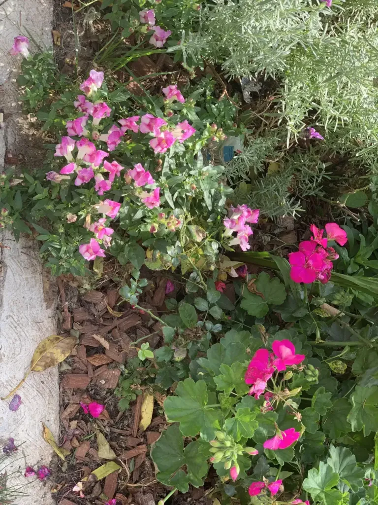 Pink snapdragons and cyclamen-pink geraniums by a border mulched with bark, in the garden in Bran, Romania