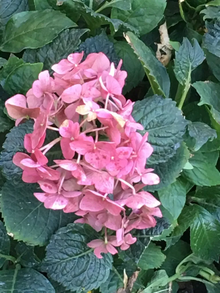 A pink macrophylla hydrangea flower head, fading toward fall, in the garden in Bran, Romania