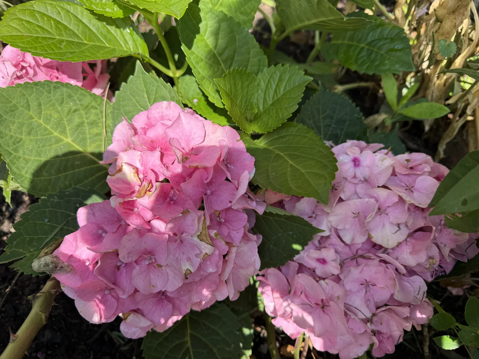 Pink hydrangea in the garden in Bran, Romania