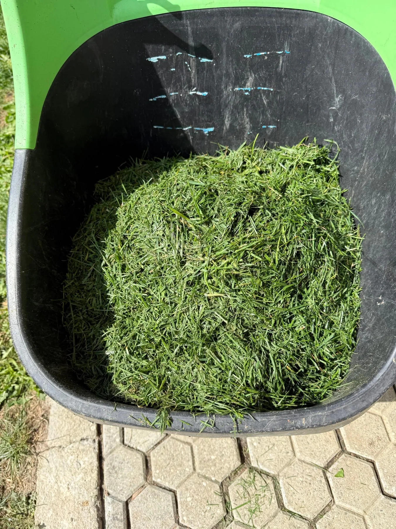Freshly cut grass collected in a container before being used as mulch in the garden in Bran, Romania