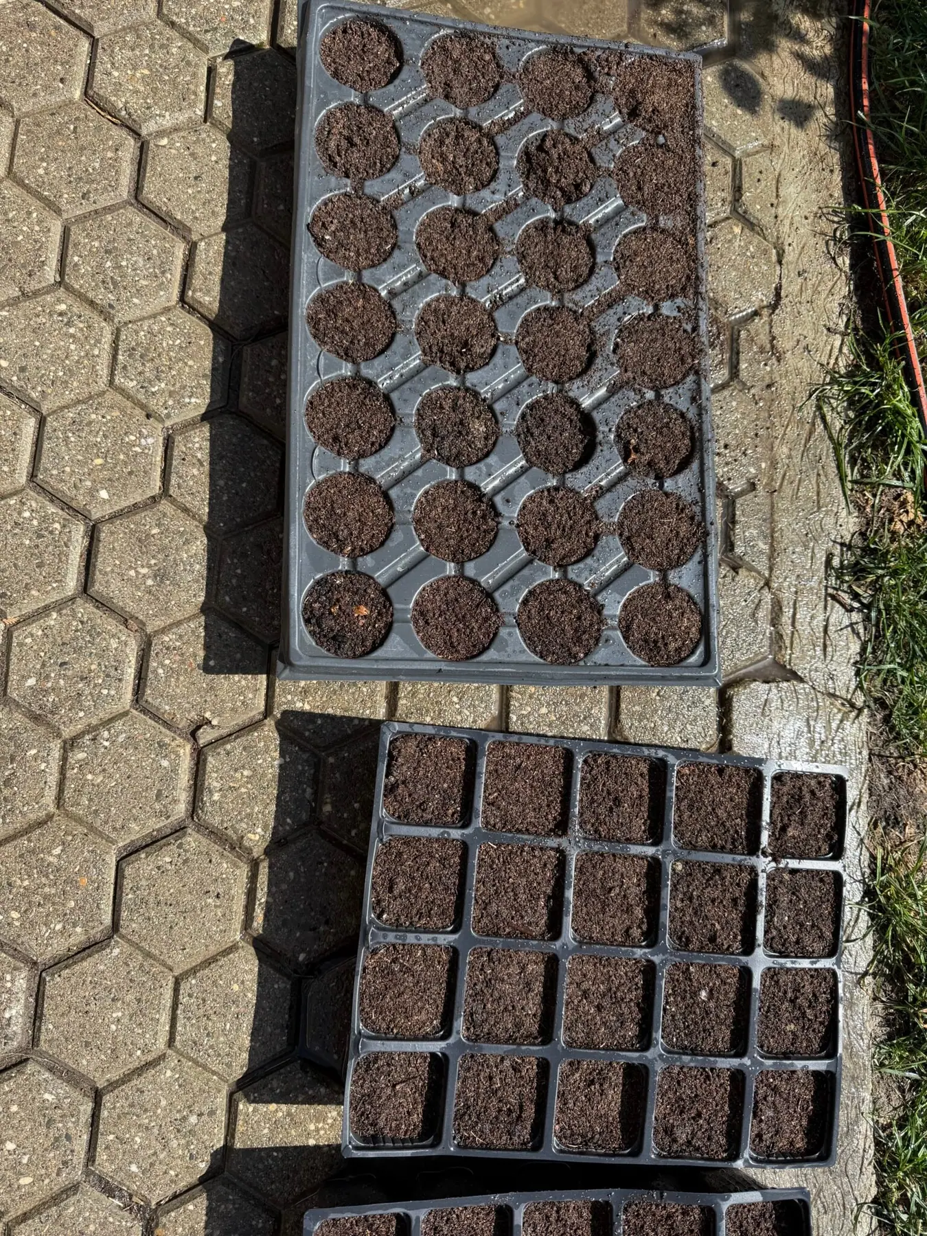 Cell trays filled with potting mix