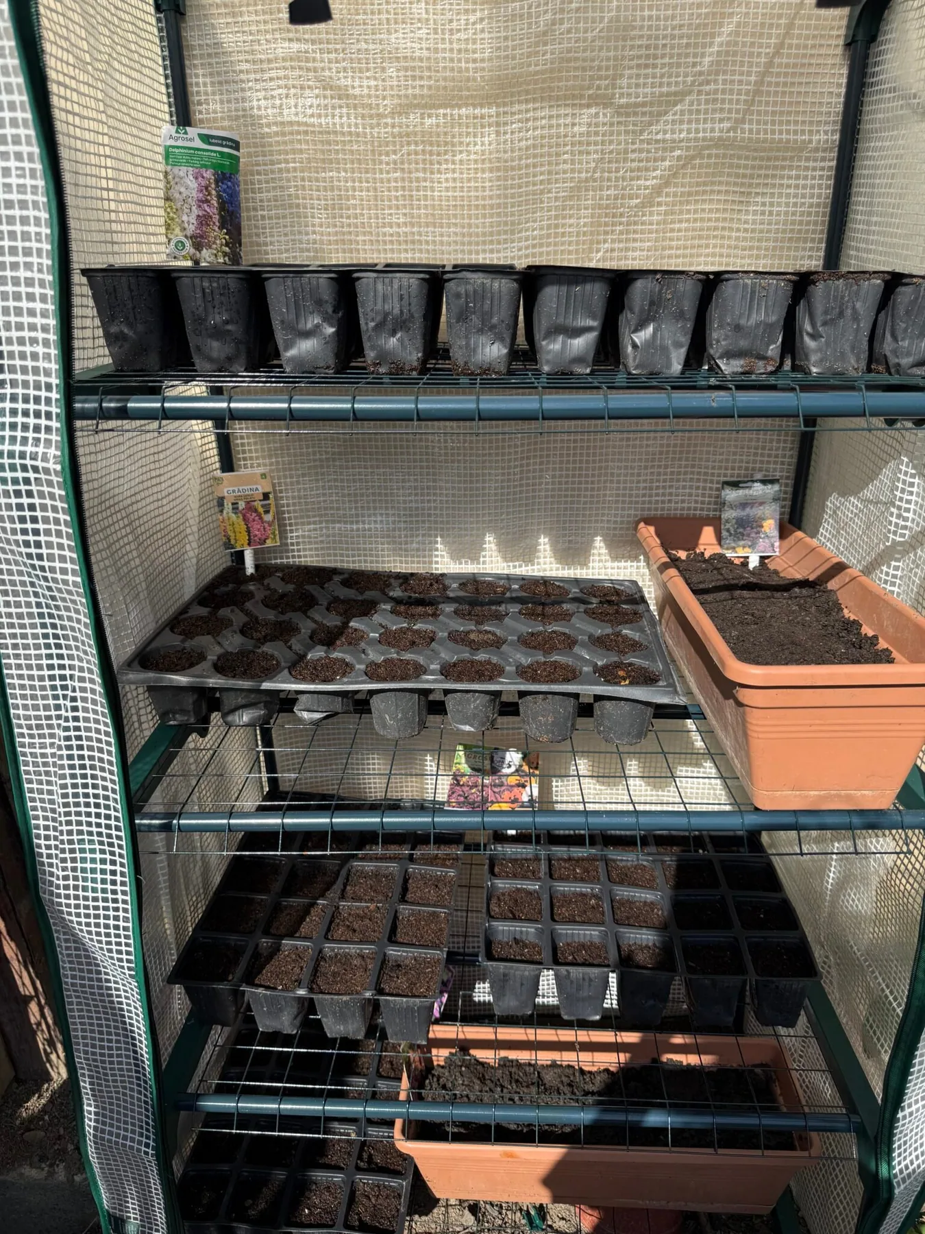 Seed trays and planters in a mini greenhouse with shelves