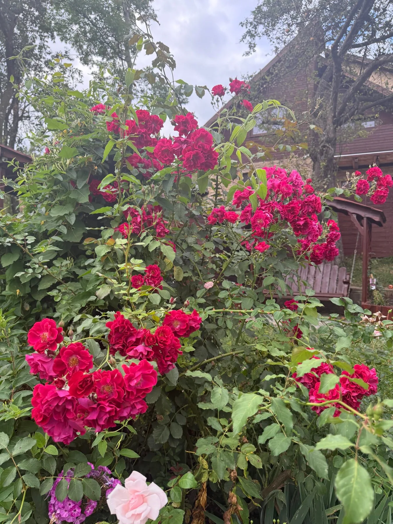 Red roses on tall stems in the garden in Bran, Romania