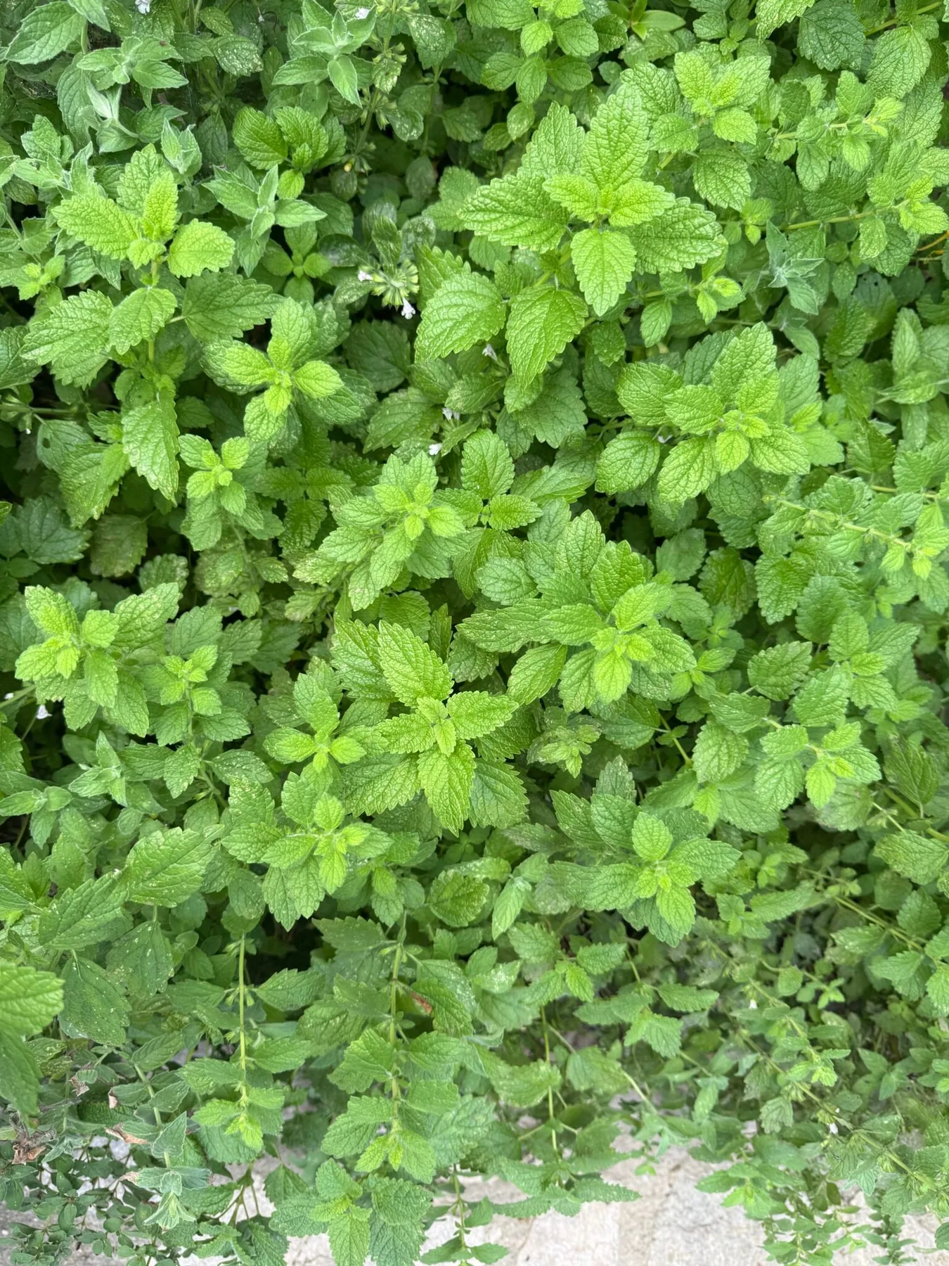 Green lemon balm in the garden in Bran, Romania