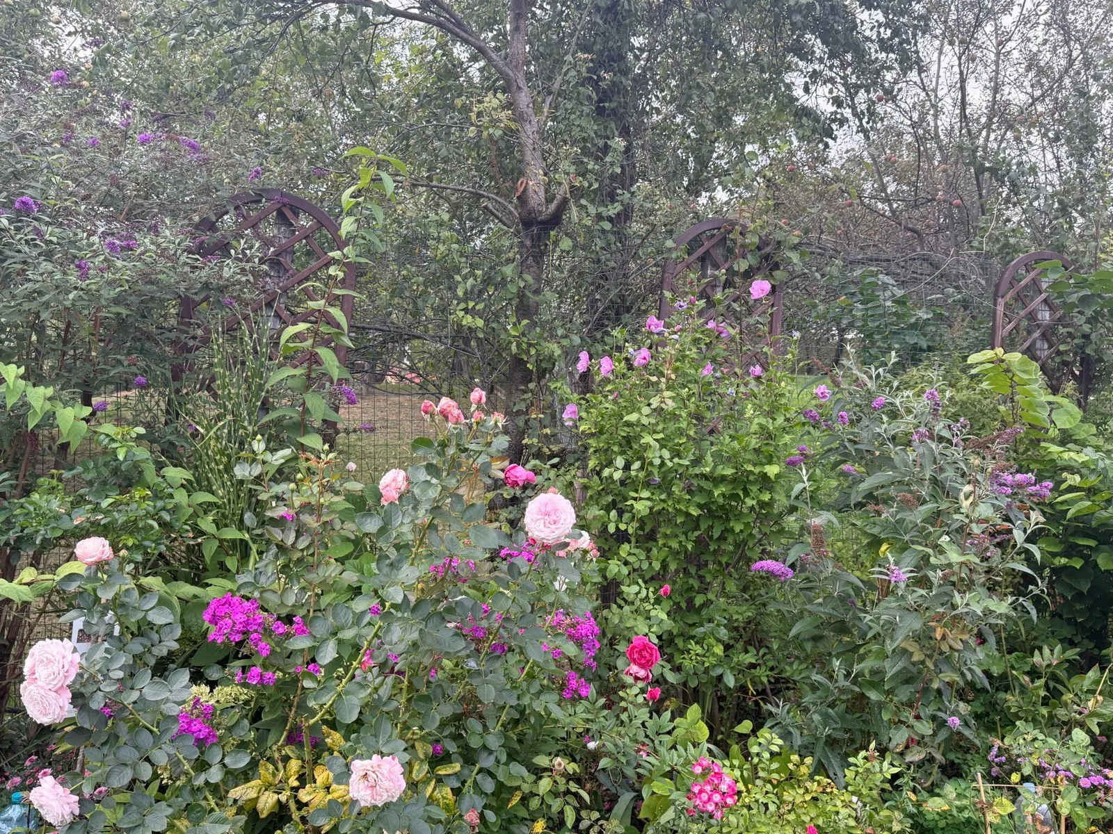 Pink roses and purple flowers in front of the wooden trellises, in the garden in Bran, Romania