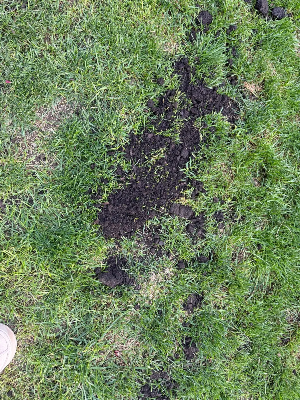 Dark soil between tufts of green grass in a thin area.