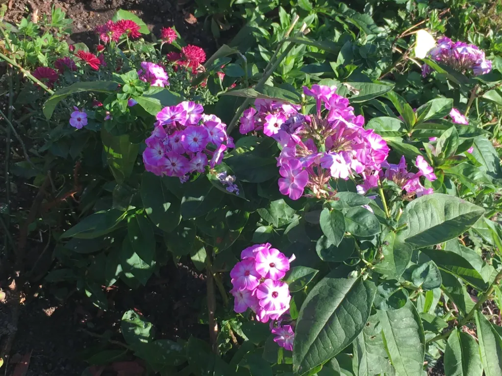 Pink tall phlox with a white center next to red flowers in the garden in Bran, Romania
