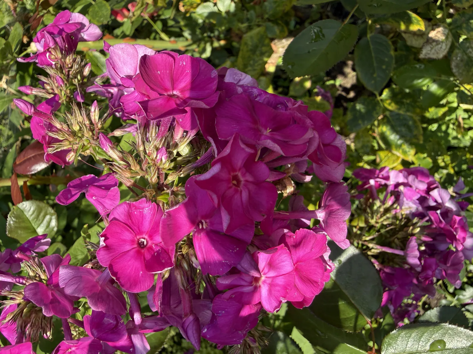 Pink phlox in the garden in Bran, Romania