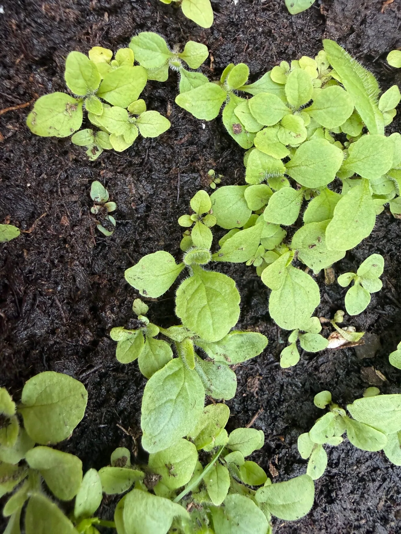 Digitalis purpurea seedlings with their first true leaves in moist potting mix, Bran, Romania