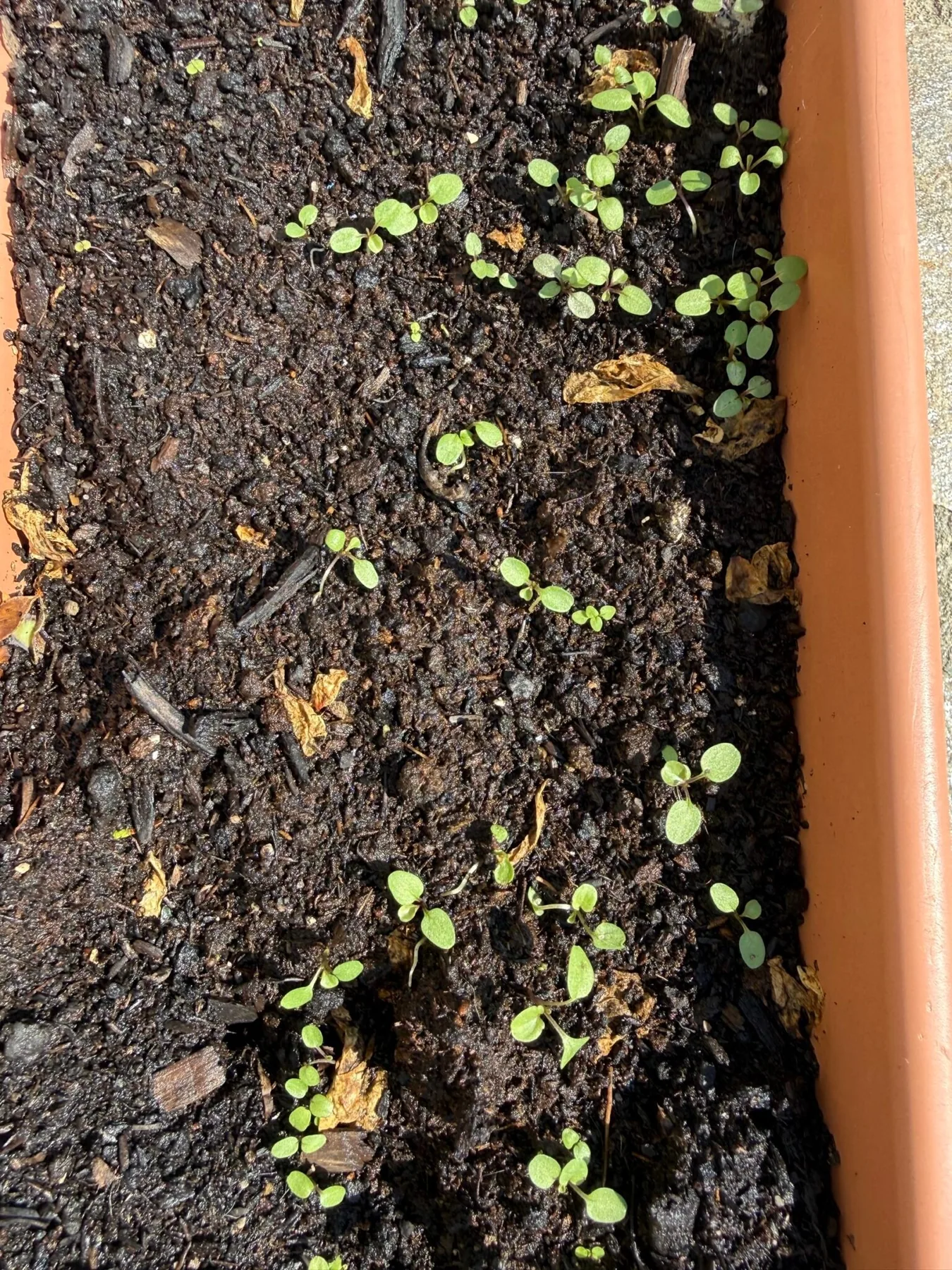 Very young Digitalis purpurea seedlings germinating in a planter in Bran, Romania