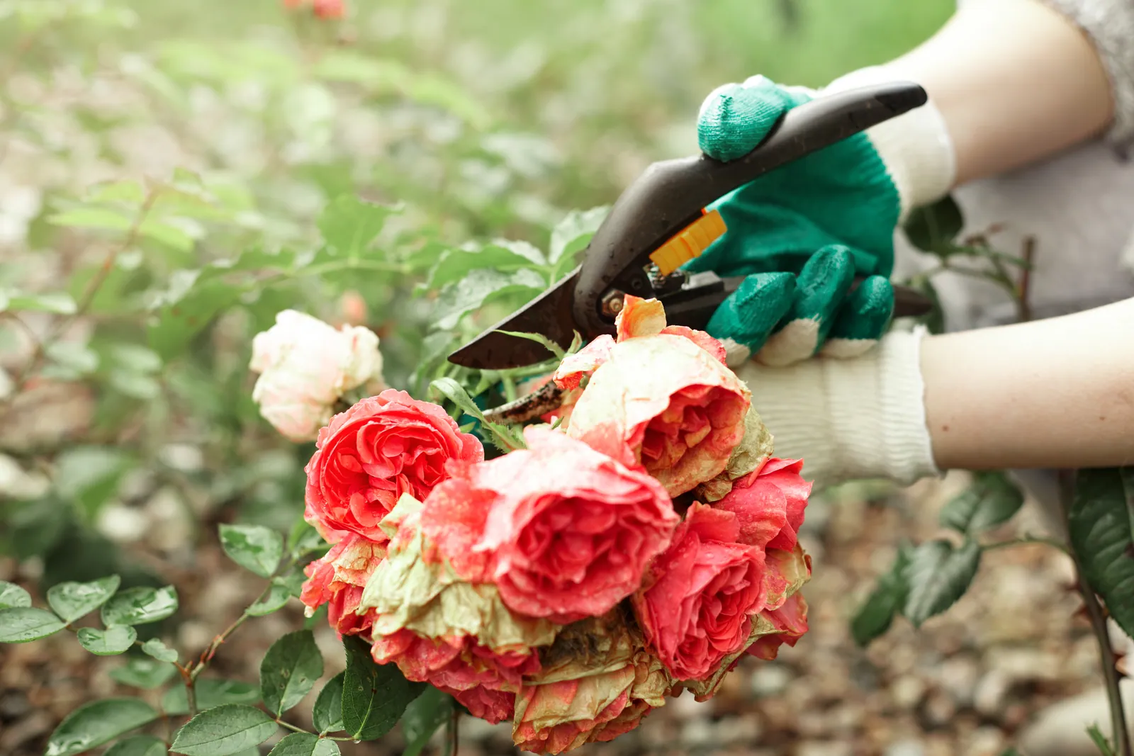 Cutting off spent flowers on a rose with garden pruners