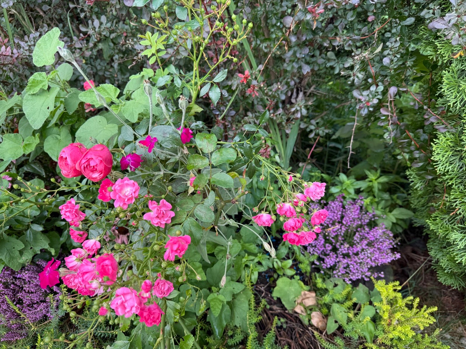 A mature rose bush with many small magenta-pink flowers, set in a border with perennials and shrubs