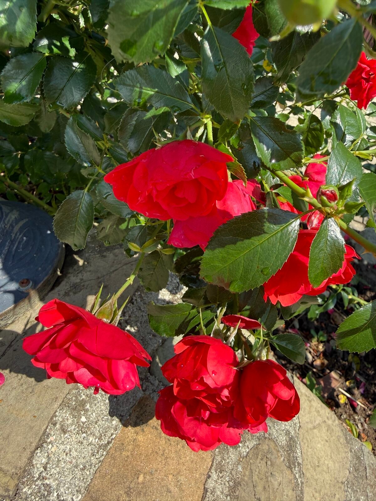 Clusters of double red flowers on a rose bush, among glossy green leaves