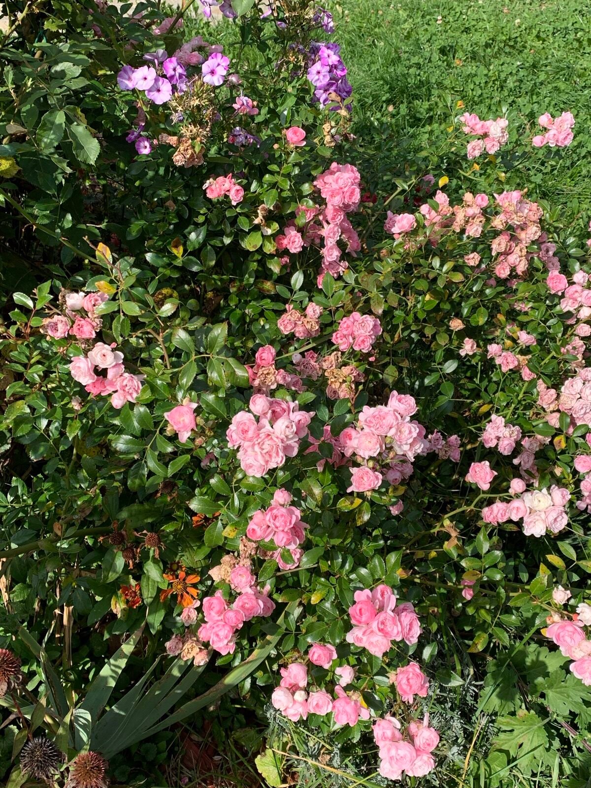 A mature pink The Fairy rose bush with arching stems and many clusters of small pale pink flowers, in a mixed border