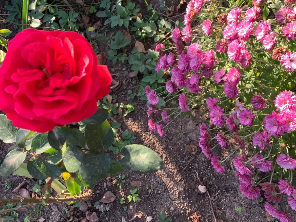 A red rose next to a clump of cyclamen-pink chrysanthemums, in the garden in Bran, Romania