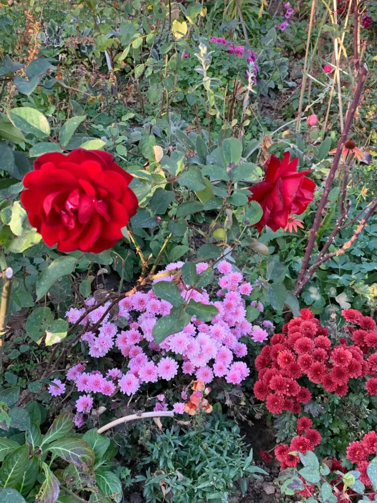 Two red roses above pink and red chrysanthemums, with an orange snapdragon, in the garden in Bran, Romania