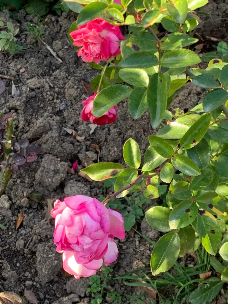 A pink rose with leaves affected by black spot, in the garden in Bran, Romania