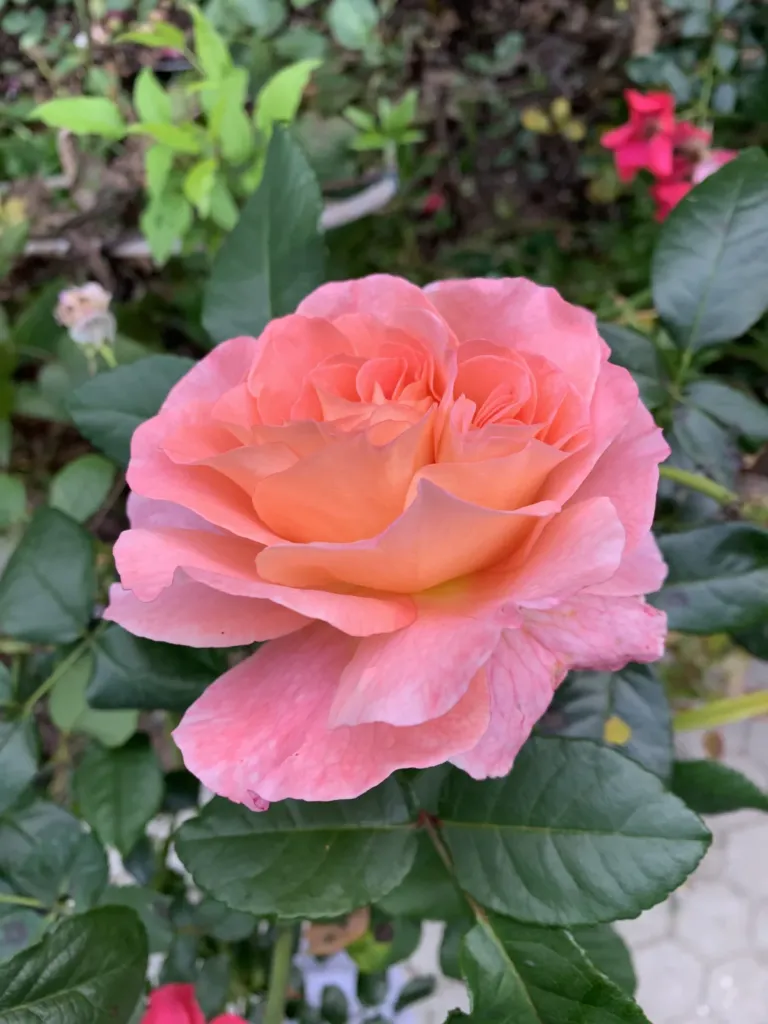 A salmon rose with a double flower, photographed up close in October, in the garden in Bran, Romania