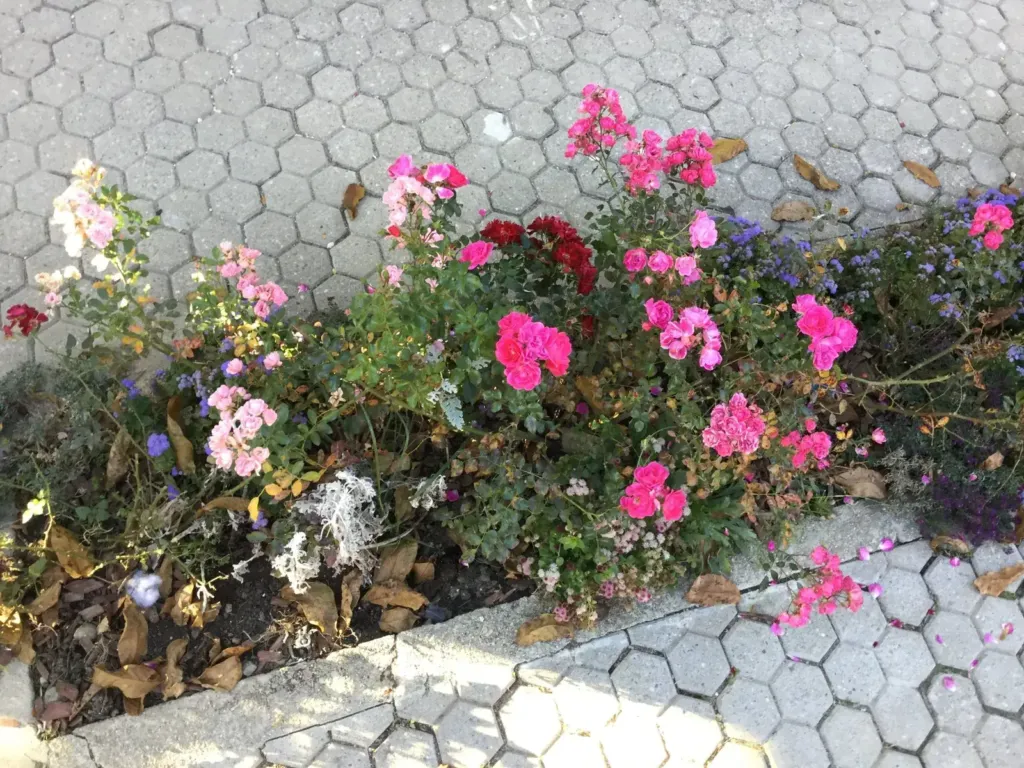Small pink and red roses, blue ageratum and silver cineraria by a paved path, in the garden in Bran, Romania