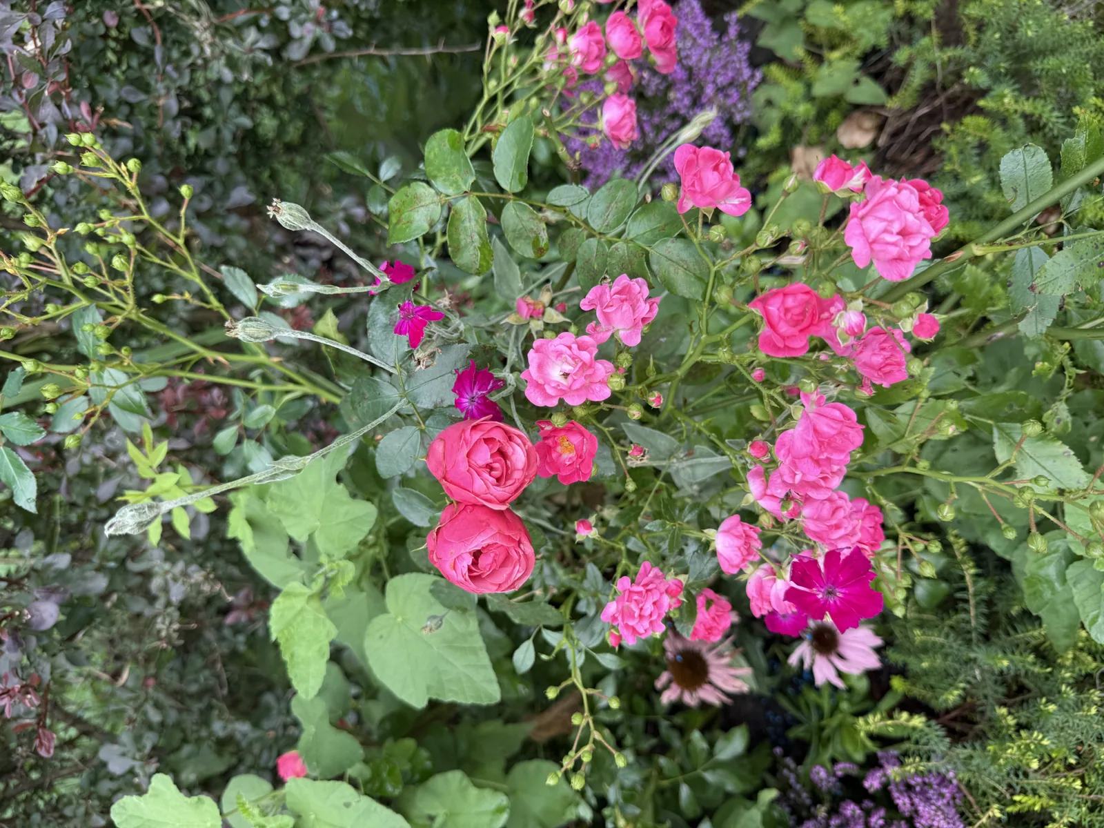 Roses in the garden