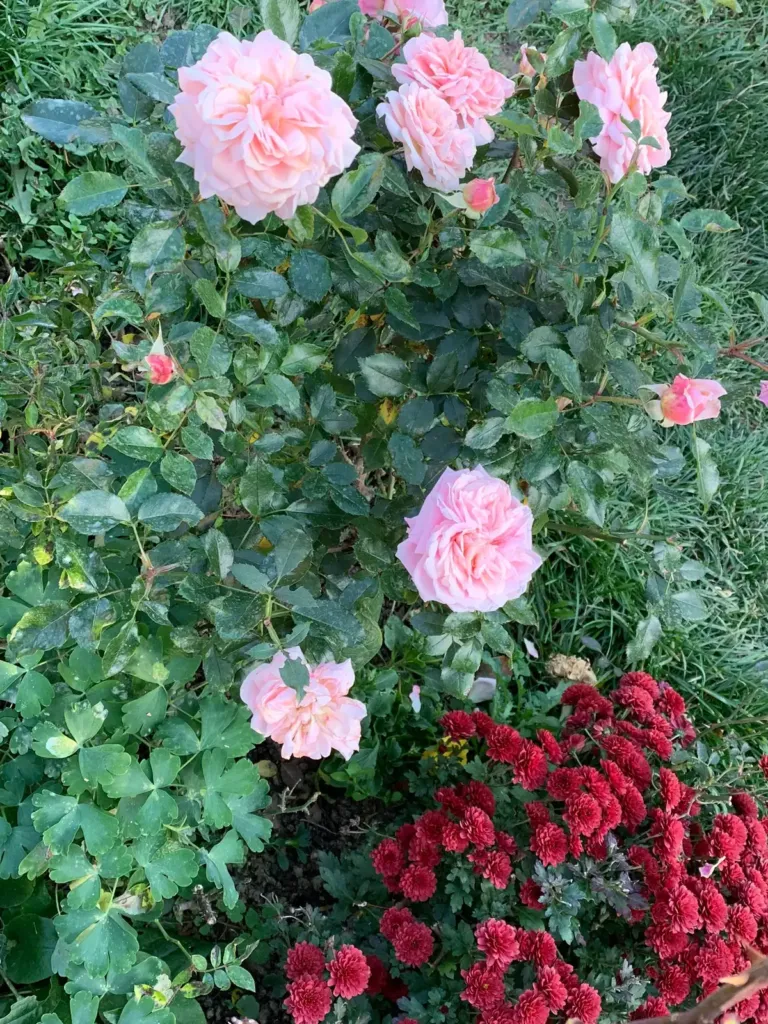 Salmon-pink roses with double flowers above a clump of burgundy chrysanthemums, in the garden in Bran, Romania