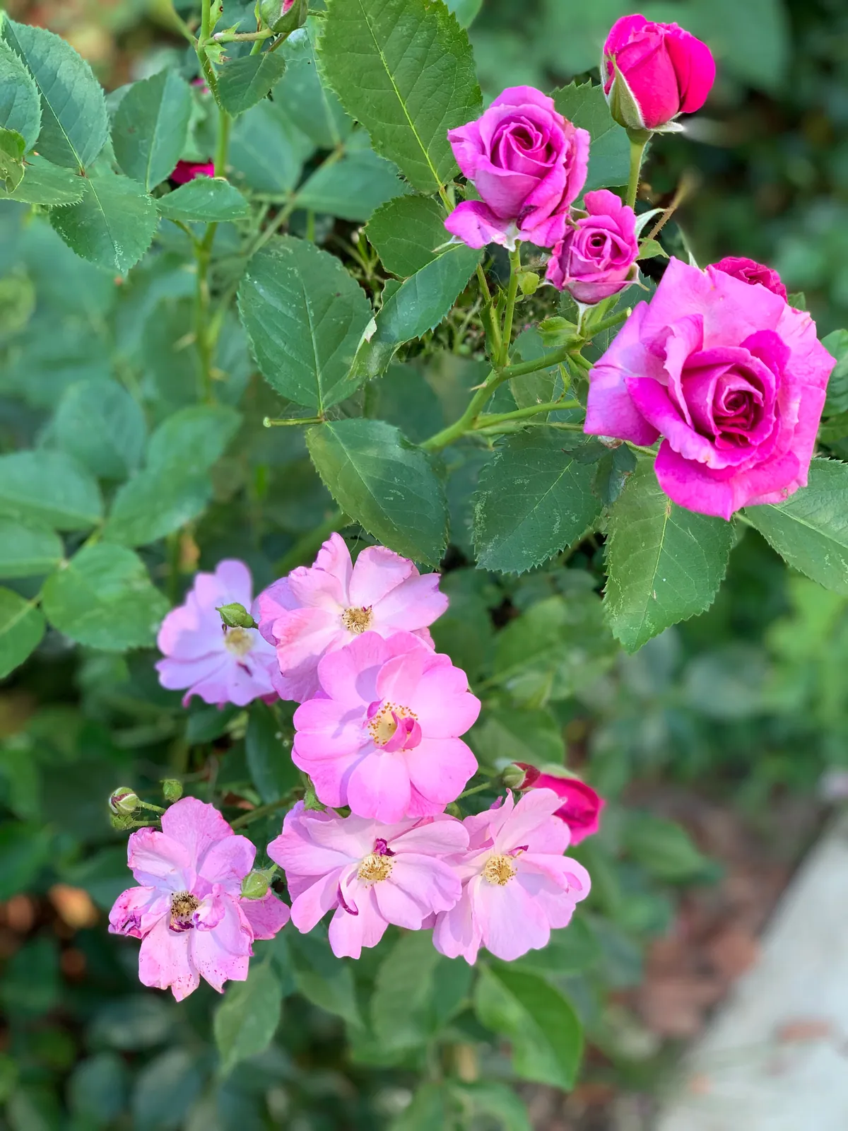 Pink-violet flowers and buds on healthy rose shoots