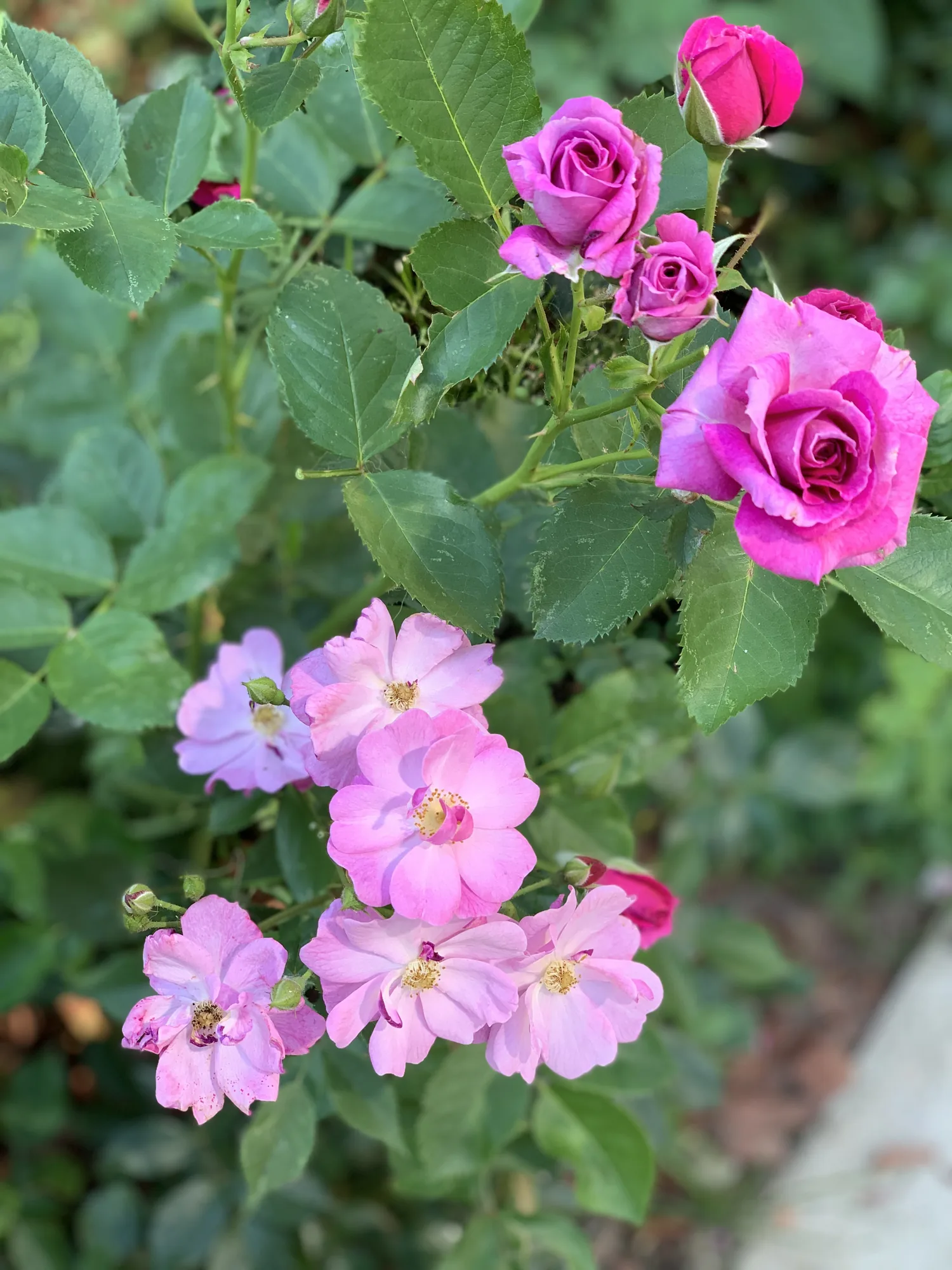 Pink-violet roses next to clematis in the garden in Bran, Romania