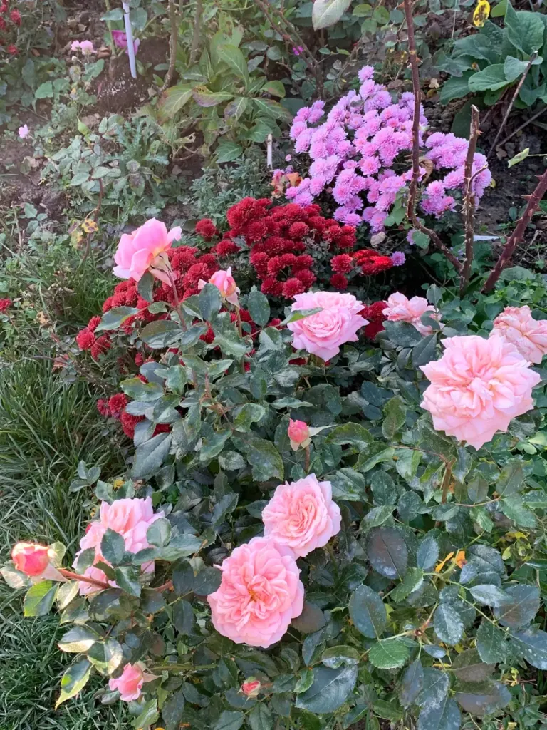Salmon roses in the foreground, with red and lilac chrysanthemums behind, in the garden in Bran, Romania