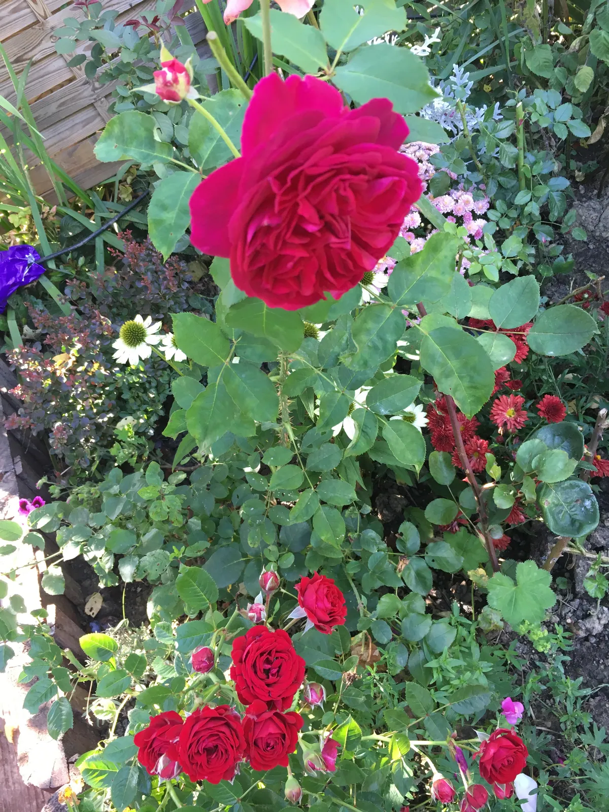 A blooming red rose bush, with shoots and buds