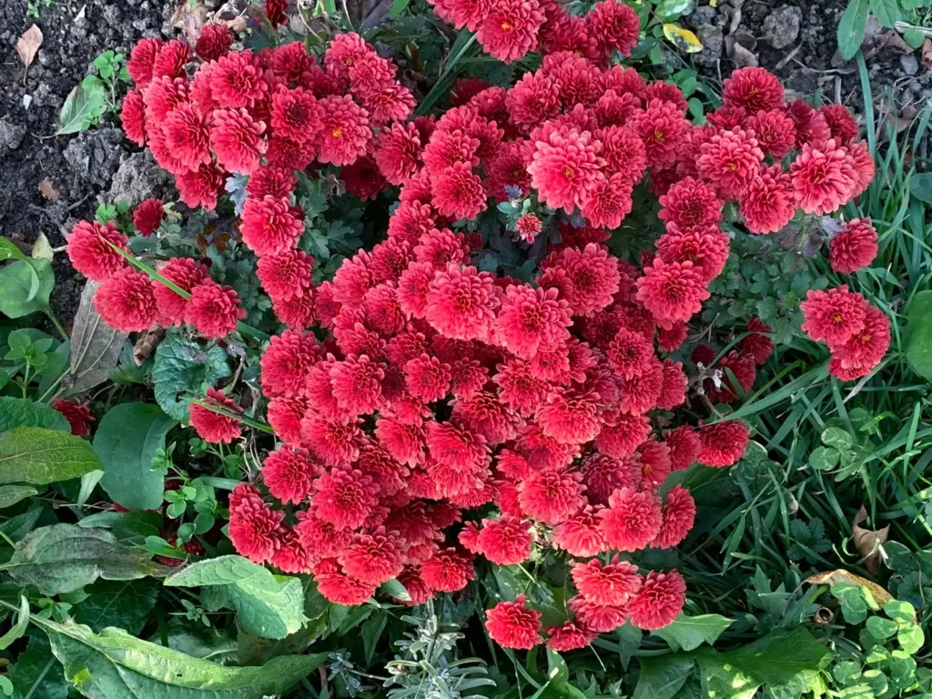 A full clump of red chrysanthemums in bloom, seen from above, in the garden in Bran, Romania